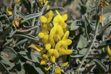 APII jpeg image of Crotalaria novae-hollandiae  © contact APII