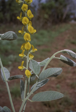 APII jpeg image of Crotalaria novae-hollandiae subsp. lasiophylla  © contact APII