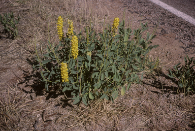 APII jpeg image of Crotalaria novae-hollandiae subsp. novae-hollandiae  © contact APII