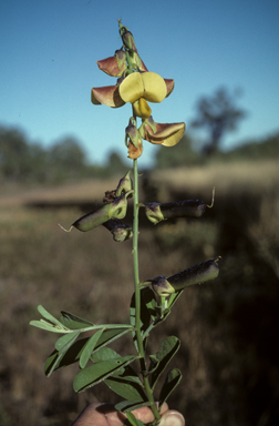 APII jpeg image of Crotalaria retusa  © contact APII