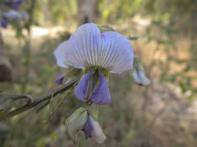 APII jpeg image of Crotalaria verrucosa  © contact APII