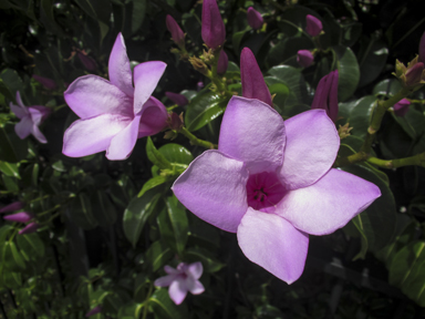 APII jpeg image of Cryptostegia madagascariensis  © contact APII