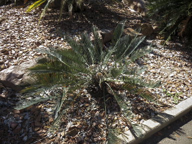 APII jpeg image of Cycas cairnsiana  © contact APII