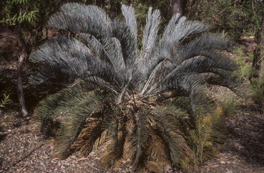 APII jpeg image of Cycas cairnsiana  © contact APII