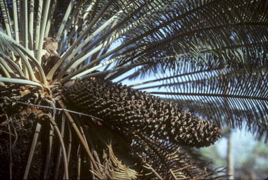 APII jpeg image of Cycas calcicola  © contact APII