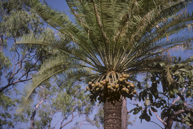 APII jpeg image of Cycas maconochiei  © contact APII