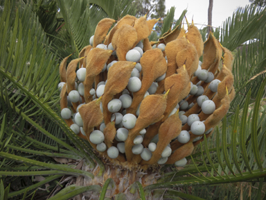 APII jpeg image of Cycas platyphylla  © contact APII