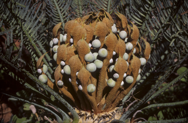 APII jpeg image of Cycas platyphylla  © contact APII