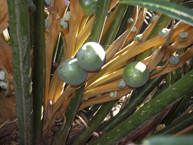 APII jpeg image of Cycas thouarsii  © contact APII