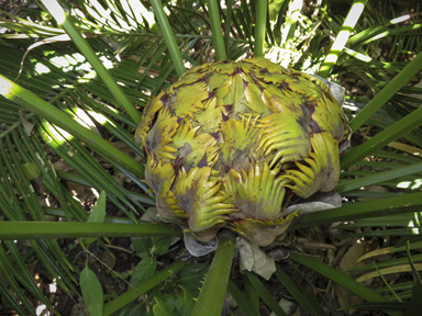 APII jpeg image of Cycas wadei  © contact APII