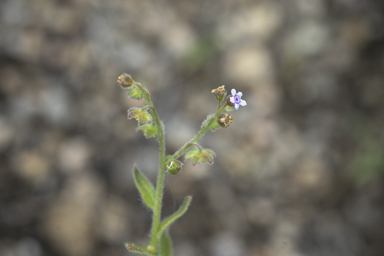 APII jpeg image of Cynoglossum australe  © contact APII