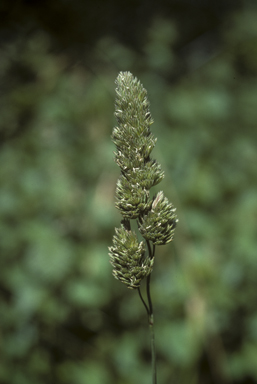 APII jpeg image of Dactylis glomerata  © contact APII