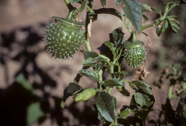 APII jpeg image of Datura leichhardtii  © contact APII