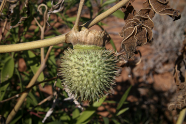 APII jpeg image of Datura leichhardtii  © contact APII