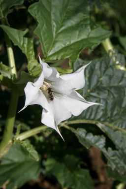 APII jpeg image of Datura stramonium  © contact APII