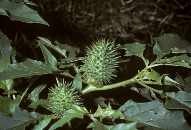 APII jpeg image of Datura stramonium  © contact APII