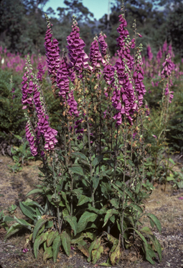 APII jpeg image of Digitalis purpurea  © contact APII