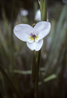 APII jpeg image of Diplarrena moraea  © contact APII