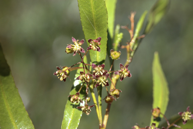 APII jpeg image of Dodonaea viscosa subsp. spatulata  © contact APII