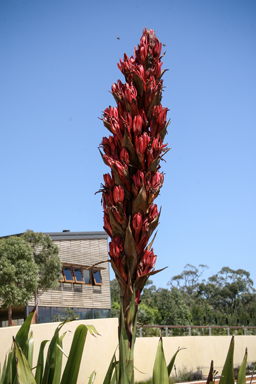 APII jpeg image of Doryanthes palmeri  © contact APII