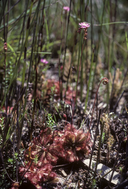 APII jpeg image of Drosera spatulata  © contact APII