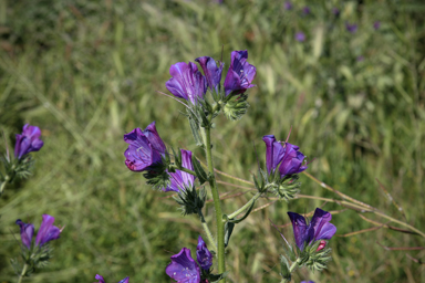 APII jpeg image of Echium plantagineum  © contact APII