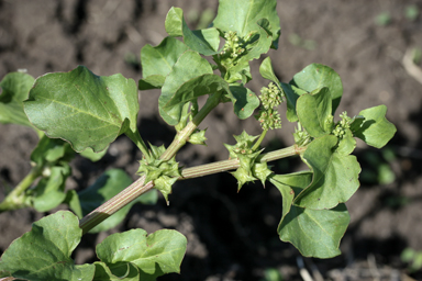 APII jpeg image of Rumex hypogaeus  © contact APII