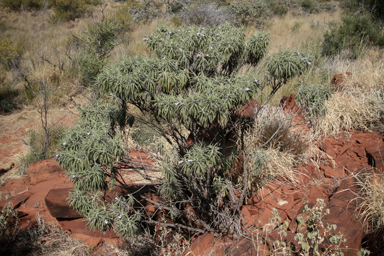 APII jpeg image of Eremophila freelingii  © contact APII