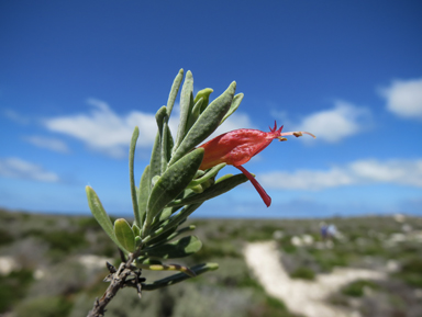 APII jpeg image of Eremophila glabra subsp. tomentosa  © contact APII