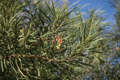 APII jpeg image of Eremophila longifolia  © contact APII