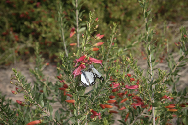 APII jpeg image of Eremophila maculata  © contact APII