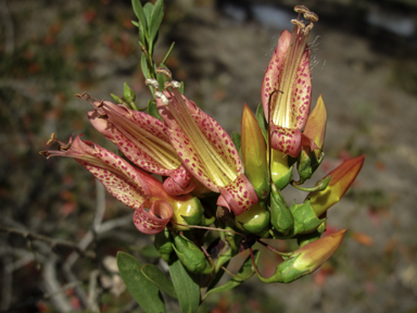 APII jpeg image of Eremophila maculata  © contact APII