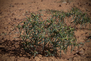 APII jpeg image of Euphorbia boophthona  © contact APII