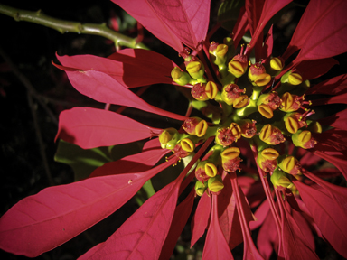 APII jpeg image of Euphorbia pulcherrima  © contact APII