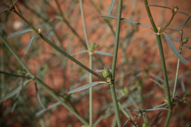 APII jpeg image of Euphorbia tannensis subsp. eremophila  © contact APII