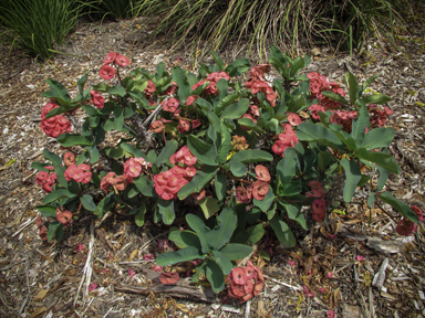 APII jpeg image of Euphorbia x lomi  © contact APII