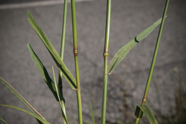 APII jpeg image of Festuca arundinacea  © contact APII