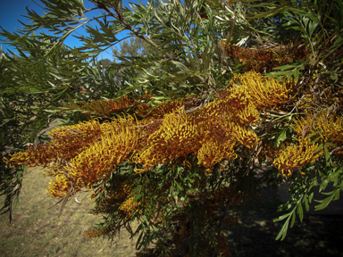 APII jpeg image of Grevillea robusta  © contact APII