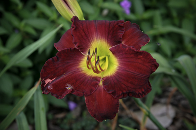 APII jpeg image of Hemerocallis  © contact APII