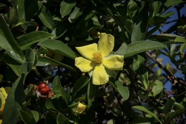 APII jpeg image of Hibbertia scandens  © contact APII