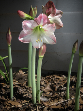 APII jpeg image of Hippeastrum  © contact APII