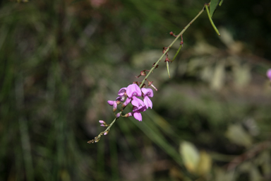 APII jpeg image of Indigofera australis  © contact APII