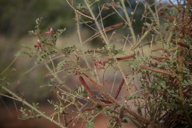 APII jpeg image of Indigofera colutea  © contact APII