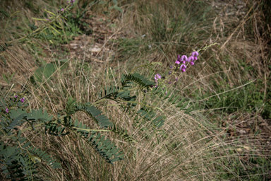 APII jpeg image of Indigofera pratensis  © contact APII