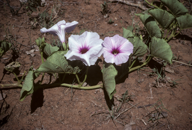 APII jpeg image of Ipomoea polpha subsp. weirana  © contact APII