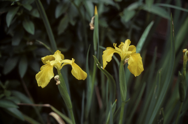 APII jpeg image of Iris pseudacorus  © contact APII