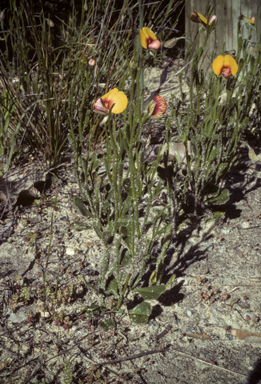 APII jpeg image of Isotropis cuneifolia  © contact APII