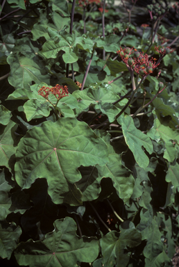 APII jpeg image of Jatropha podagrica  © contact APII