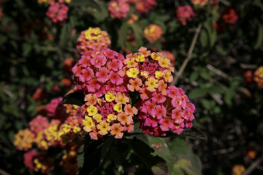 APII jpeg image of Lantana camara  © contact APII