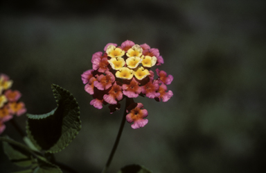 APII jpeg image of Lantana camara  © contact APII